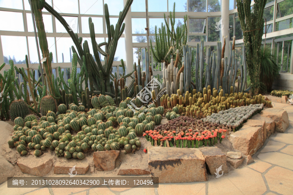 沙生植物仙人掌