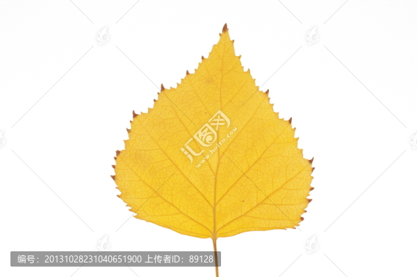 純凈的黃葉