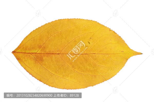 秋天的黃葉