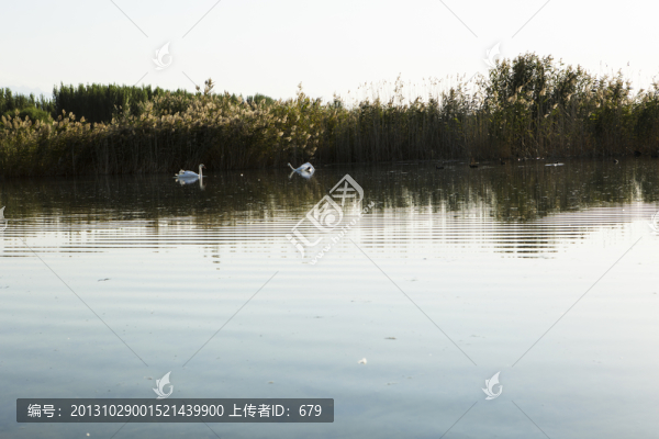 伊犁濕地