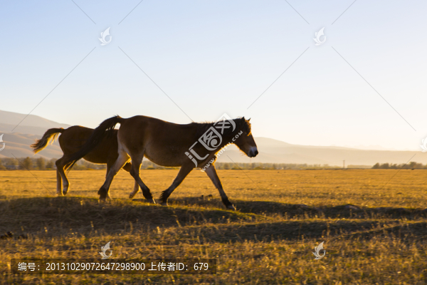 伊犁馬