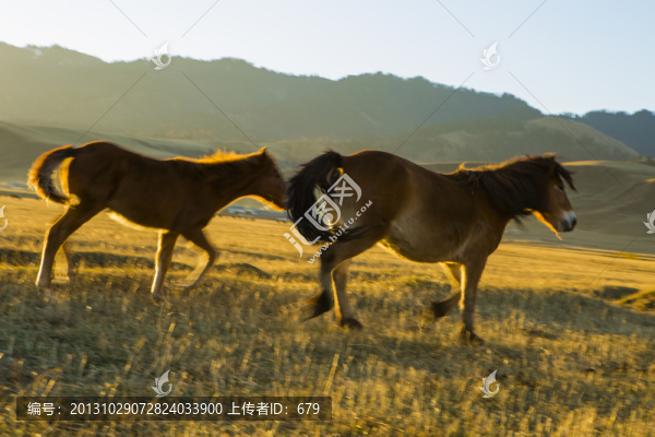 伊犁馬