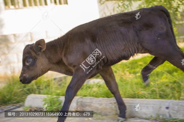 牛犢