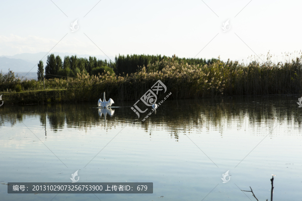 濕地,,天鵝