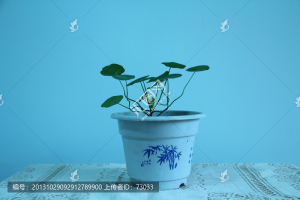 旱荷花盆景