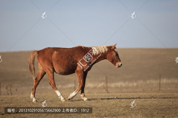 馬