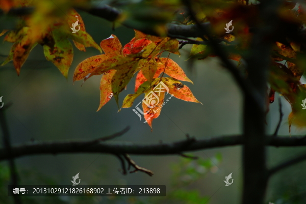 紅葉