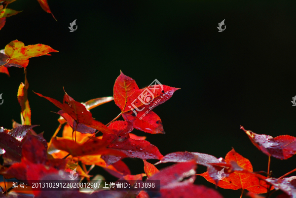 紅葉