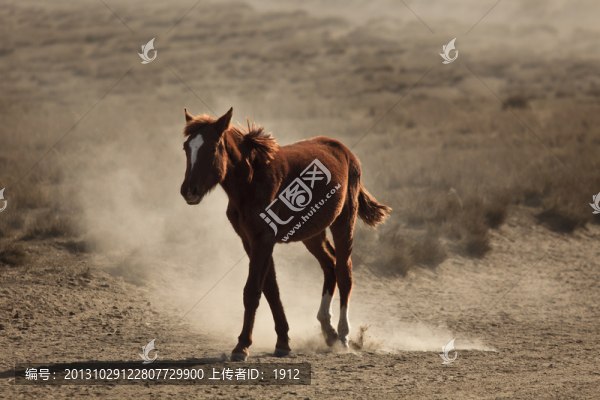 馬