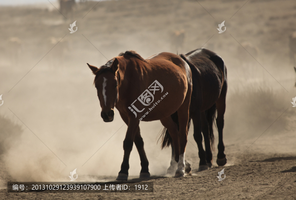馬