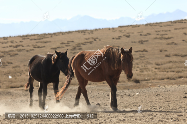 馬