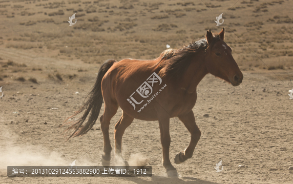 馬