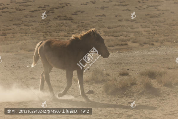 馬