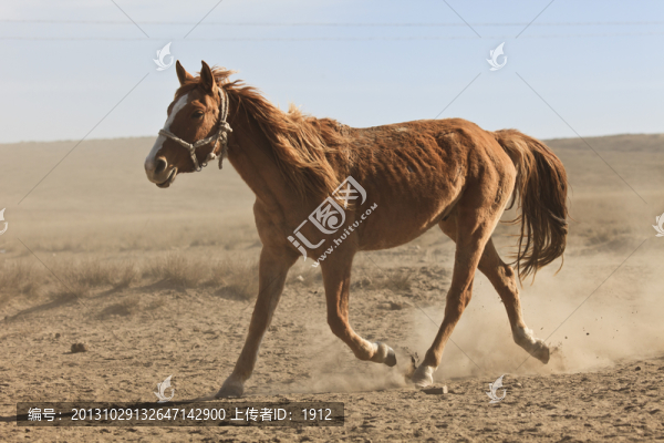 馬