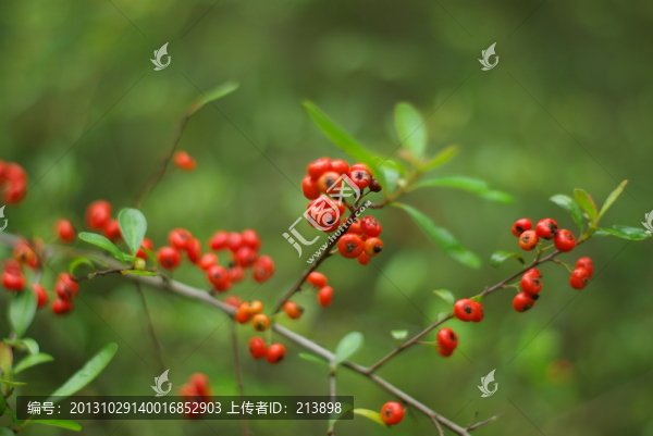 紅果