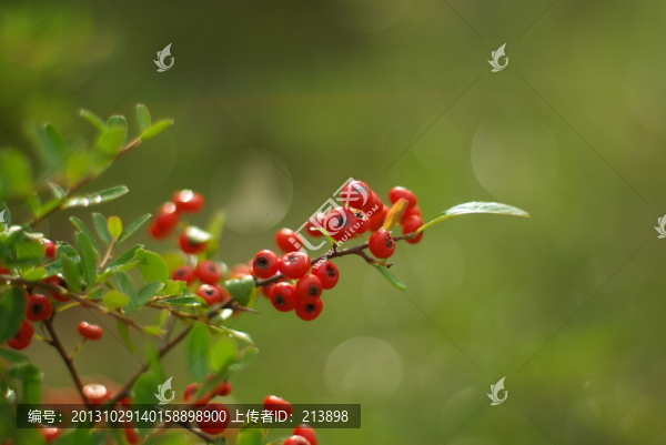 紅果