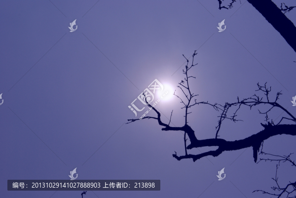 老樹(shù)
