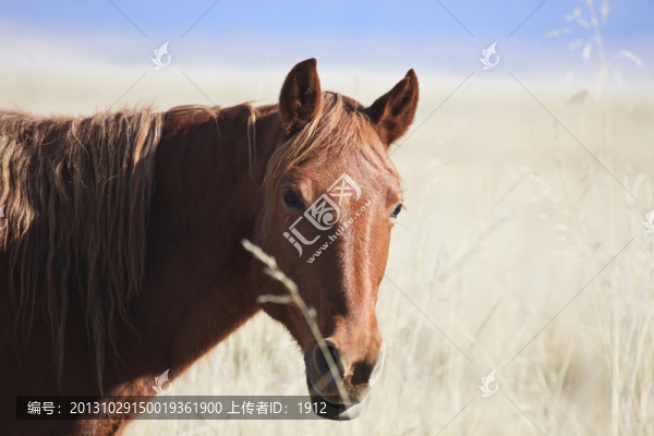 駿馬