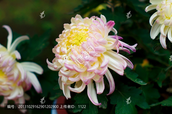 菊花