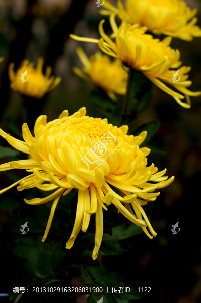 菊花