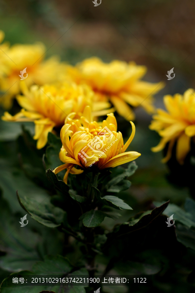 菊花