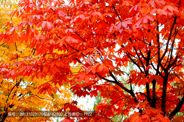 紅葉