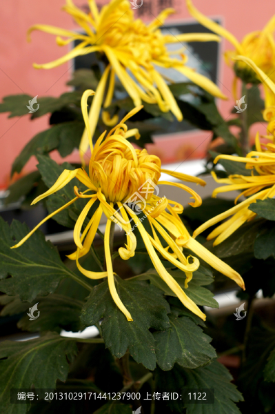菊花