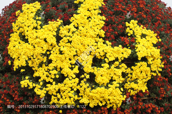 菊花
