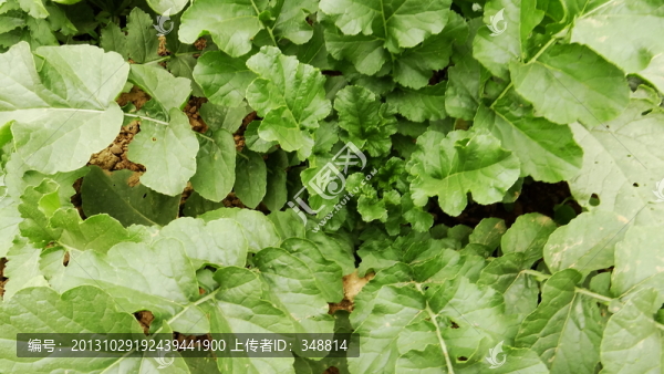 蘿卜菜