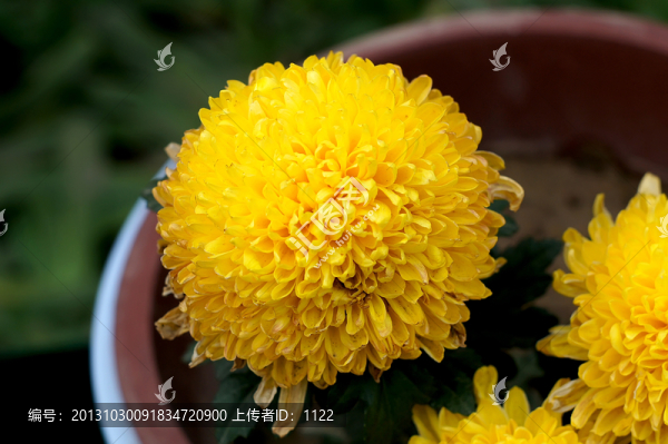 菊花