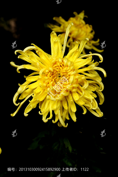 菊花