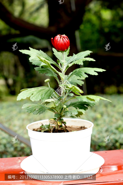 菊花,盆栽