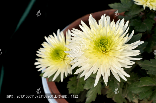 菊花