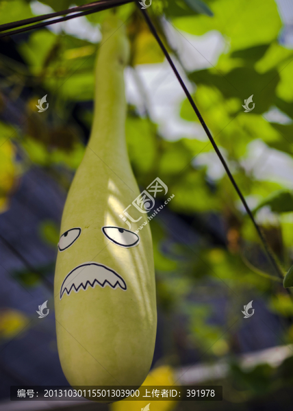 蒲瓜