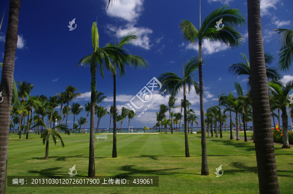 椰樹草坪
