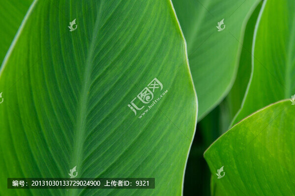 美人蕉