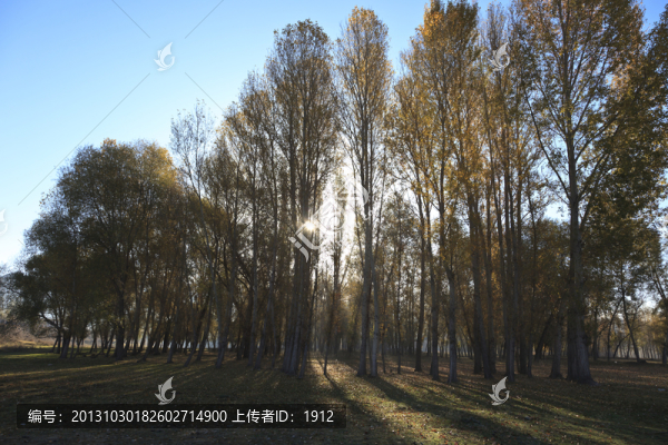 樹林