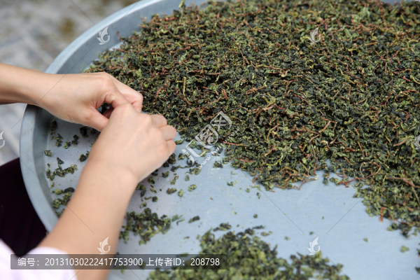 茶葉加工