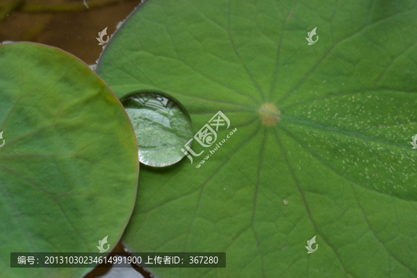 露珠與睡蓮