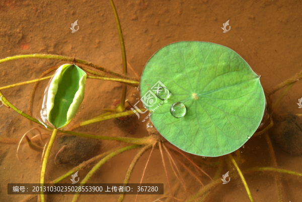水中碗蓮