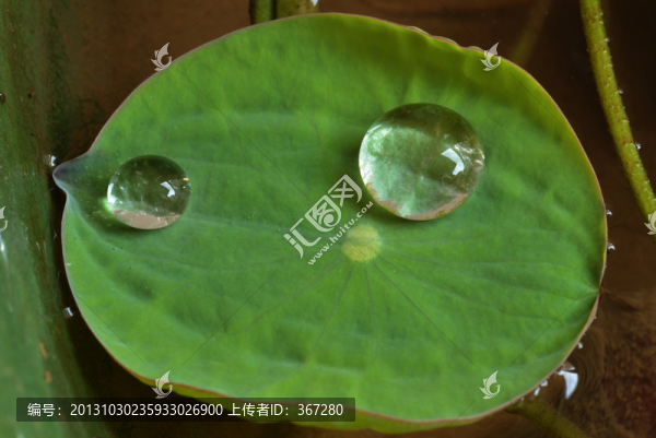 水珠與碗蓮