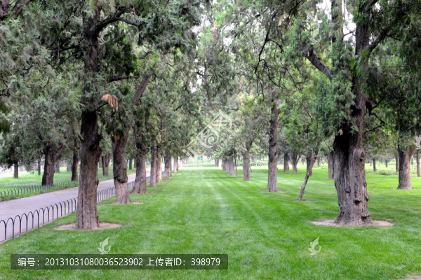 松樹(shù)林