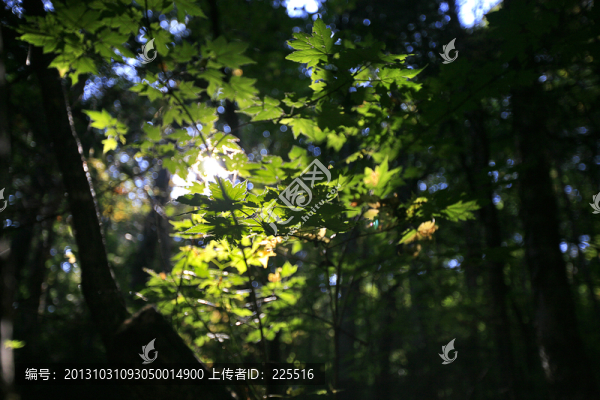 樹葉