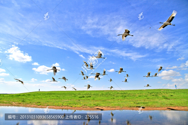 飛翔丹頂鶴