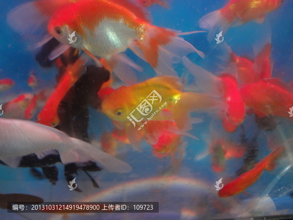 金魚