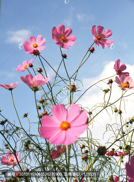 格桑花