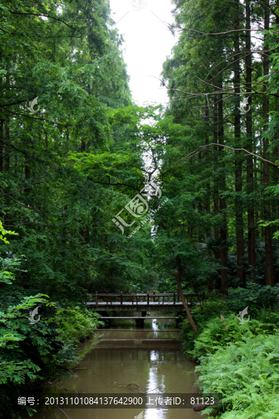 樹林