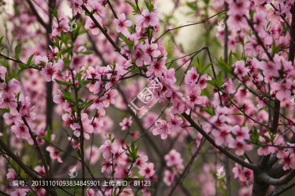 桃花