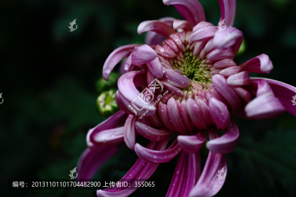 秋菊