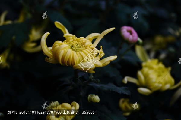 秋菊